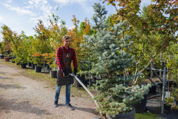 How Our Tree Care Process Works  in  Renton, WA