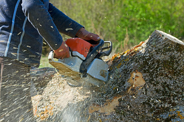 Lawn Grading and Leveling in Renton, WA